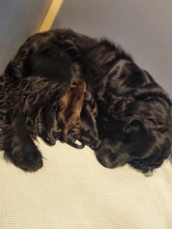 Image 7 of Stunning KC DNA Tested Working Cocker Puppies