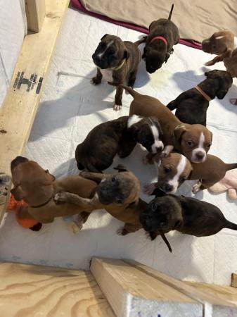 Image 10 of Microchipped bullmastiff x staff puppies