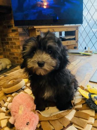 Image 4 of Stunning Maltipoo Boy is ready to go to a Loving Home