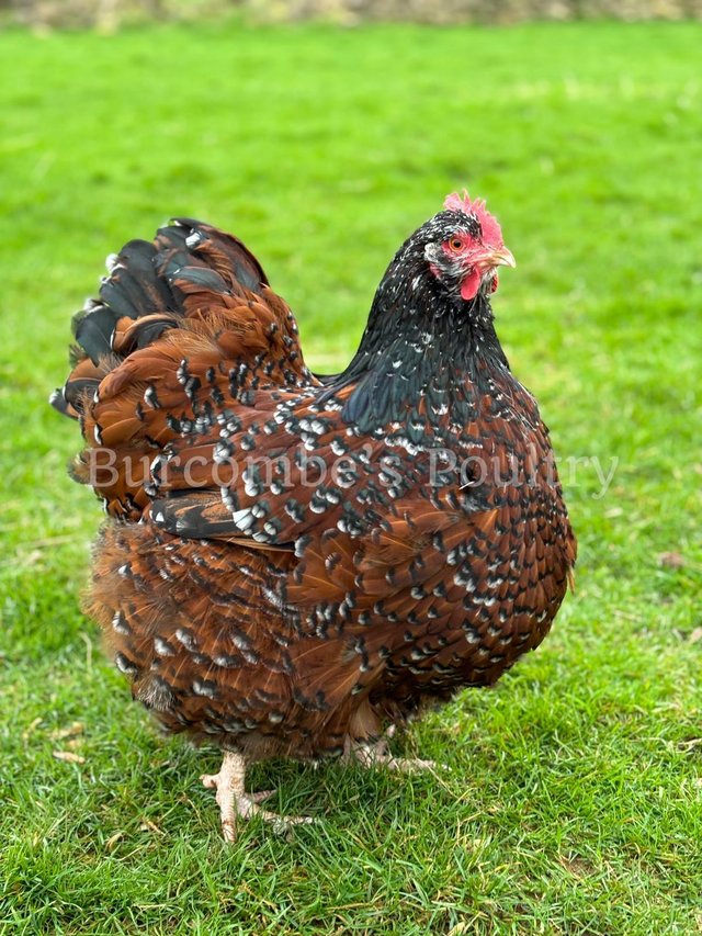 Preview of the first image of Jubilee Orpington Hatching eggs postage available.