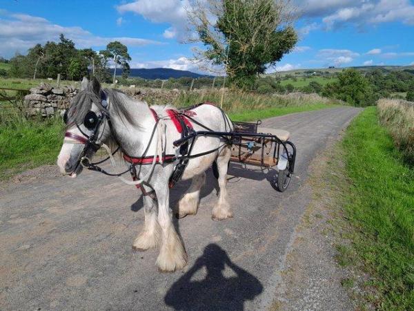 Image 2 of shamus Lovely ride and drive blue & white cob
