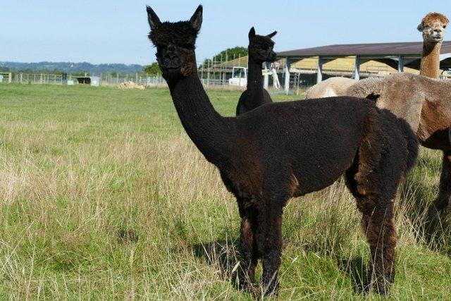 Image 3 of Group of 4 companion alpaca females for sale
