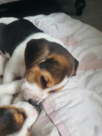 Image 3 of 2 beautiful beagle puppies