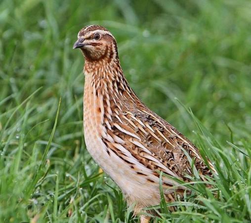 Image 1 of 2 female  young quails wanted