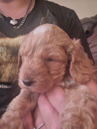 Image 16 of Fabulous F2 cockapoo pups for sale
