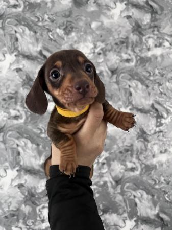 Image 14 of Stunning mini dachshunds