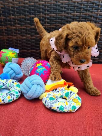 Image 10 of Red Toy Poodle puppy ??