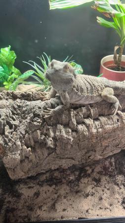 Image 5 of 2 year old female bearded dragon