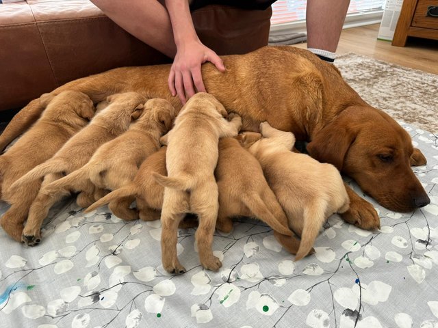 Preview of the first image of Labrador Puppies yellow.
