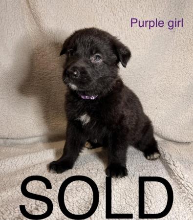 Image 11 of German shepherd puppies pure black and sable