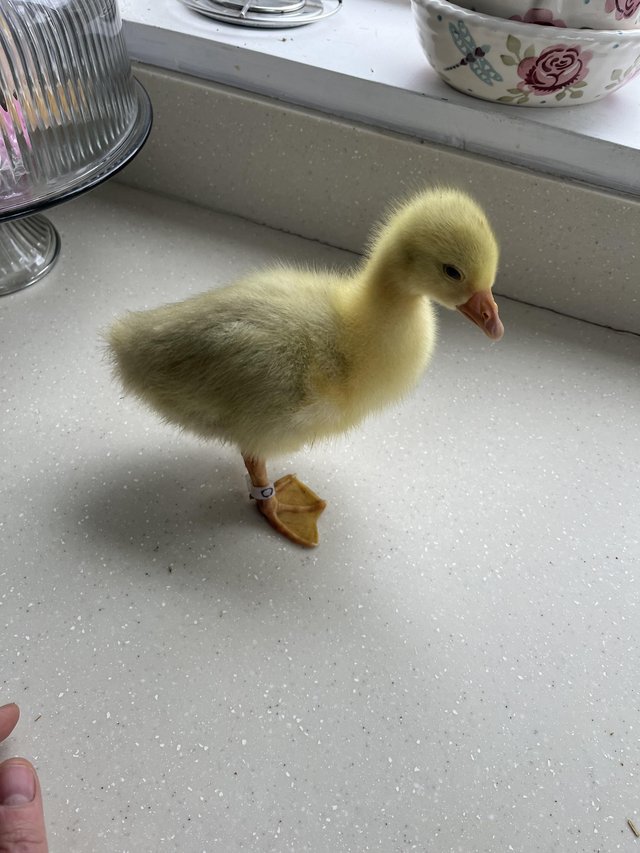 Preview of the first image of Sebastopol Goslings for sale.