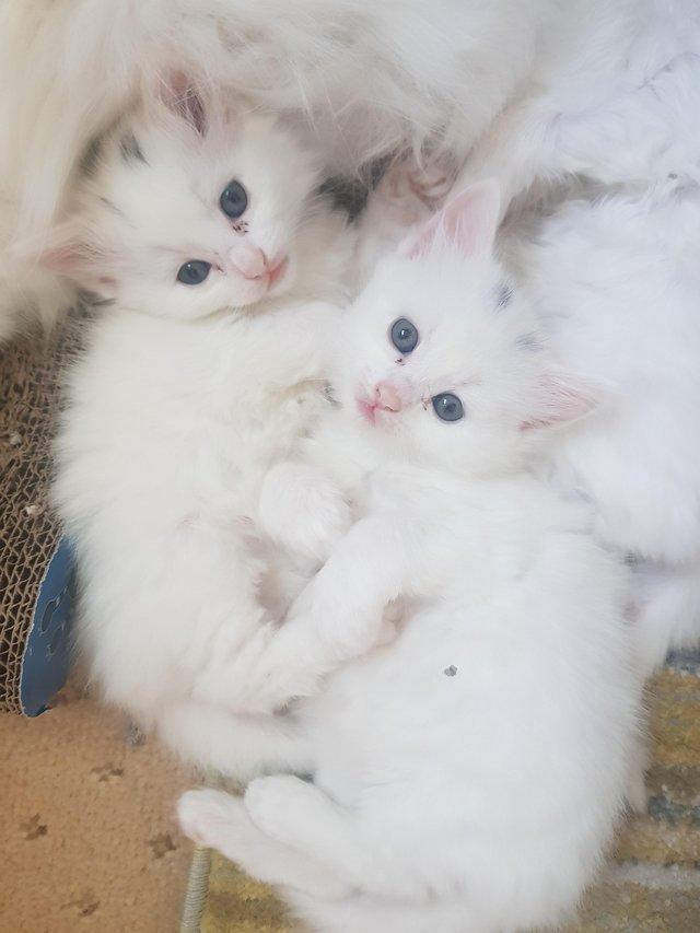 Preview of the first image of Fluffy Turkish Angora Mix Kittens.