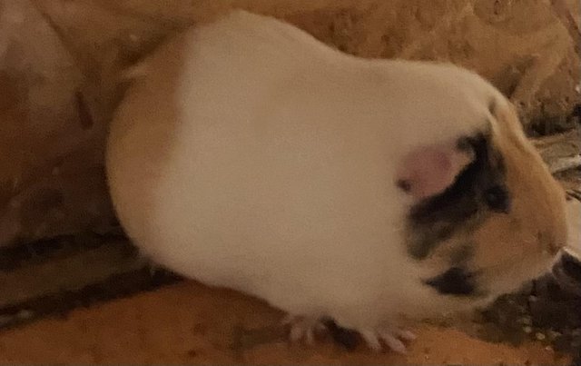 Lovely bonded Sows mum and daughter . — Pets & Animals in Colchester