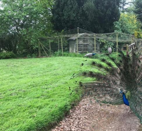Image 4 of Peacocks Peahens Peafowl for sale. Peacock Peanen 1yr old