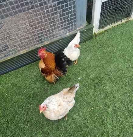 Image 5 of Serama chicken & Coop for sale
