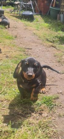 Image 15 of Beautiful smooth haired black and tan puppies