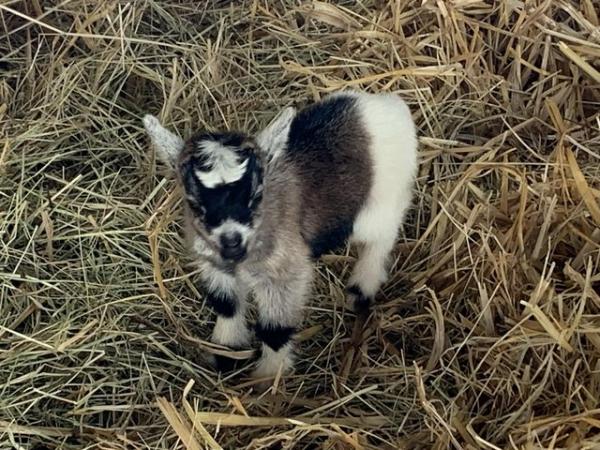 Image 2 of Pygmy Goat nannies withkids for sale from health tested herd