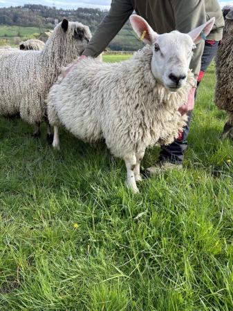 Image 2 of Border Leicester cross texel shearling tup