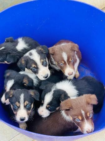 Image 6 of Welsh collie pups working parents