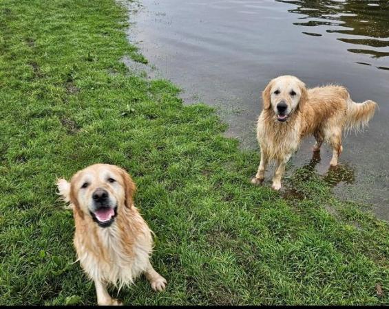 Image 3 of Golden retrievers for stud only
