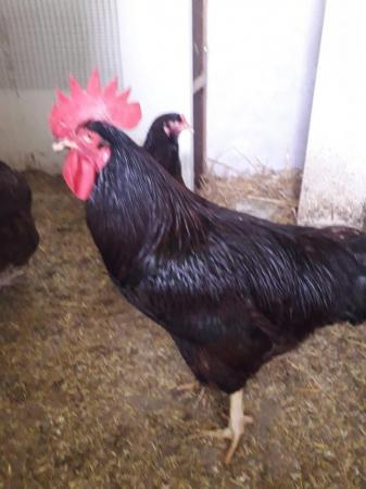 Image 2 of RIR dark red /large birds from show stock HATCHING EGGS