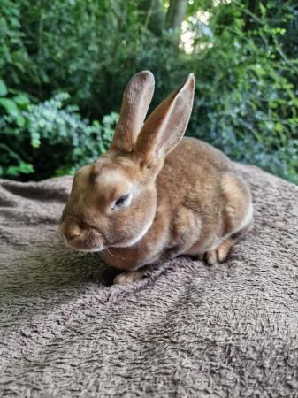 Image 6 of 4 Mini rex rabbits left looking for their forever homes