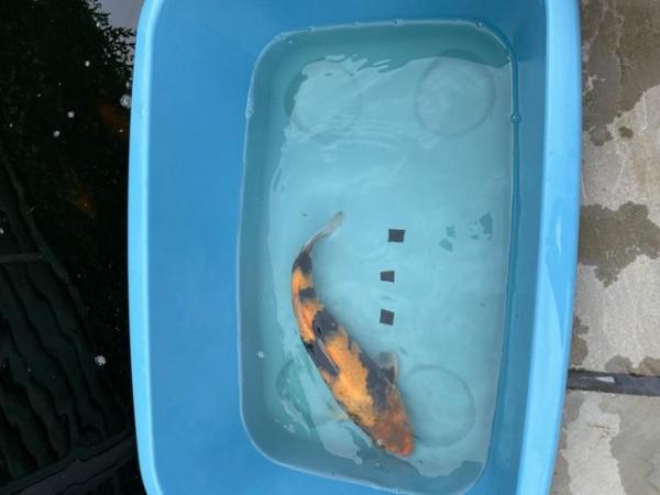 Image 5 of Jaapanese Koi reared from Fry