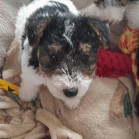 Image 4 of Wire Haired Fox Terrier puppies for sale/now all sold