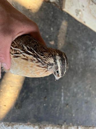 Image 5 of JAPANESE QUAILS now laying 8/9 week old