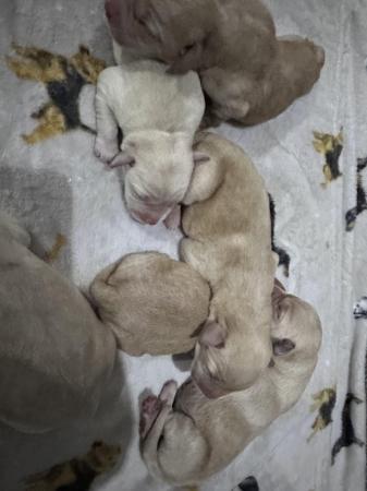 Image 8 of 8 GORGEOUS YELLOW/FOX RED  KC LAB PUPPIES FOR SALE!