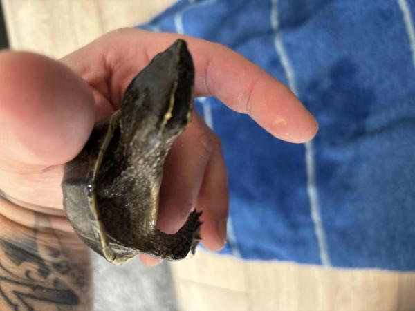 Image 5 of 2 x map turtles and 1 x musk turtle with full setup for sale