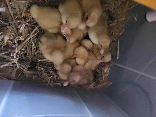 Image 3 of Ducklings for sale day old .