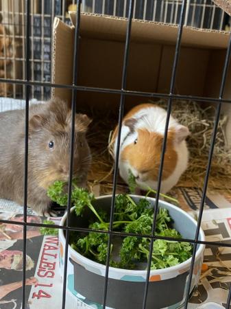 Image 4 of 2 x gorgeous 8 month old Guinea Pigs for sale