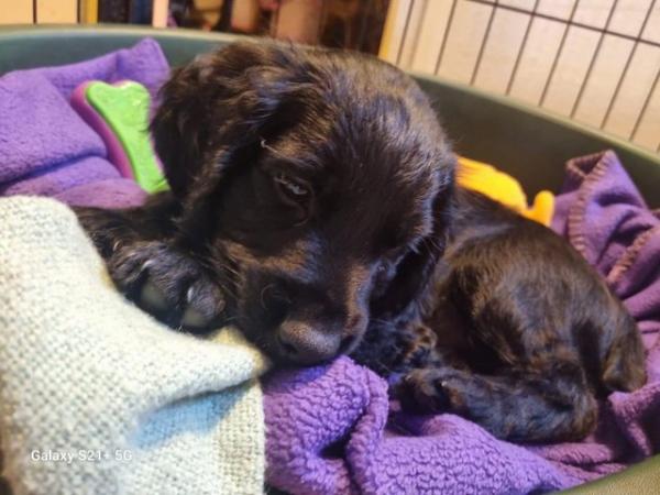 Image 1 of Last 1 left - Stunning KC DNA Tested Working Cocker Puppies