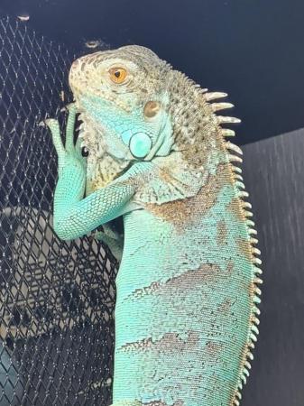 Image 5 of Blue male iguana for sale Cardiff