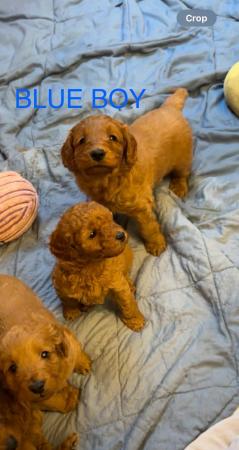 Image 9 of 2 x red male cockapoo puppies available end april
