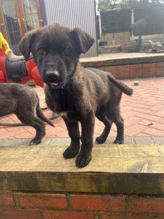 Image 14 of German shepherd puppies pure black and sable