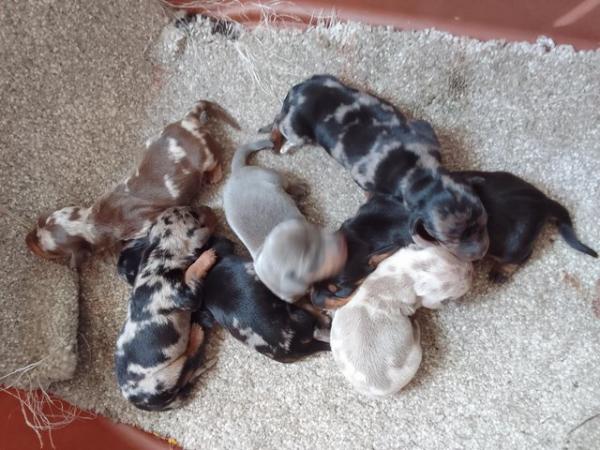 Image 3 of Miniature dachshunds puppies