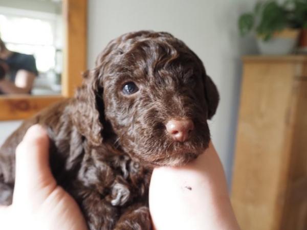 Image 2 of Chocolate cockapoo puppies PRA clear