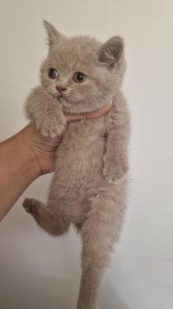 Image 3 of Gccf registered pure british shorthair ready 19th January