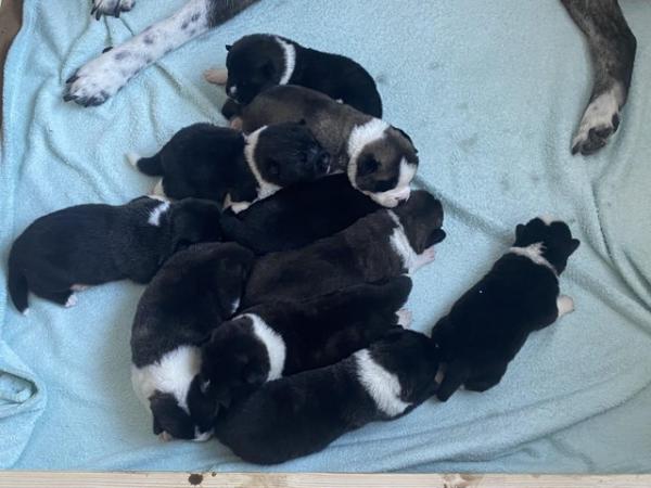 Image 5 of akita puppies 10 in litter
