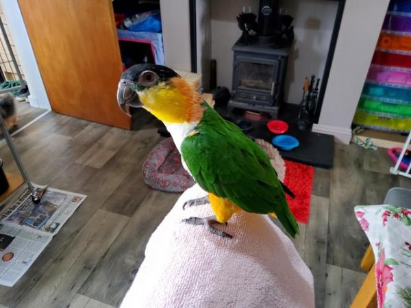 Image 6 of Very Tame Female black headed Caique