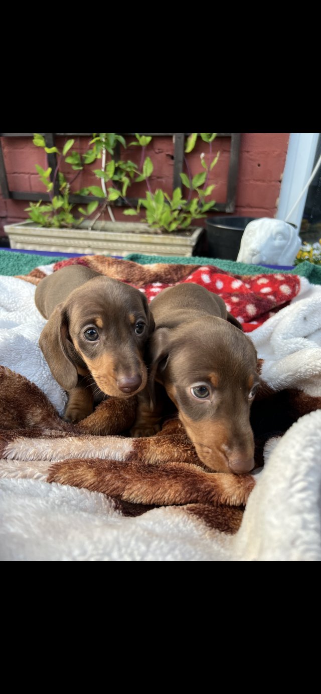 Preview of the first image of Miniature dachshund, choc&tan and choc dapple.