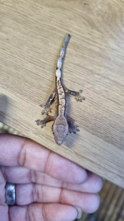 Image 28 of Beautiful baby Crested Geckos! Only 2 LEFT