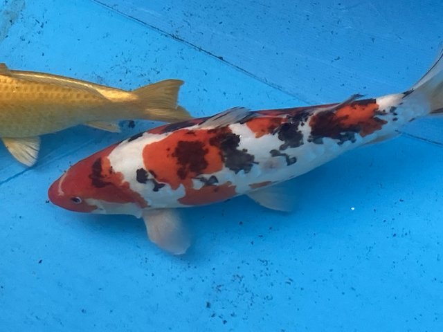 Preview of the first image of Japanese Koi carp for sale 22 inch.