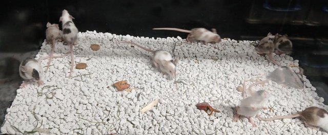 Image 11 of Naked , Tri coloured , curly coated , Fancy coloured mice