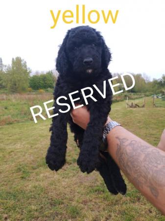 Image 10 of Fully vaccinated Standard F1BBB LABRADOODLE boy puppy left
