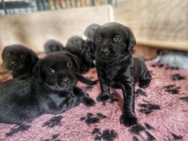 Image 4 of KC registered Black labrador puppy for sale