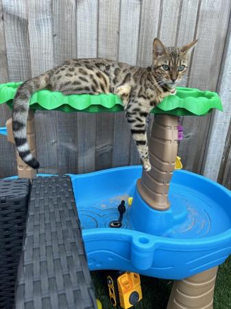 Image 3 of 3 Bengal cross kittens for sale