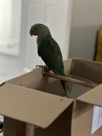 Image 2 of 10 week old alexandrine parrot for sale